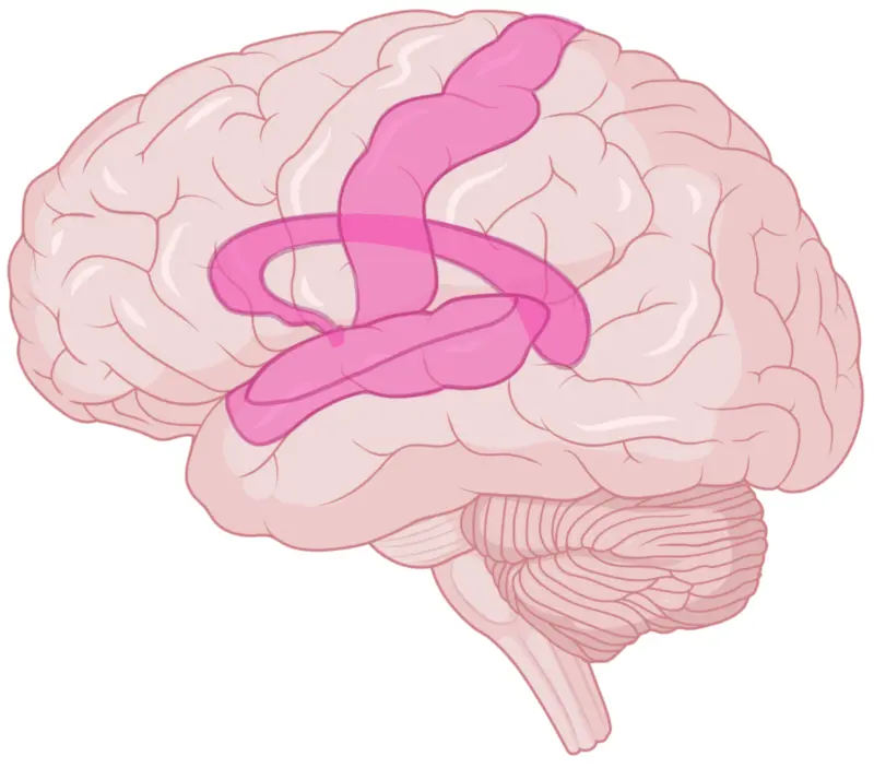 Increased listening and visuospatial skills 